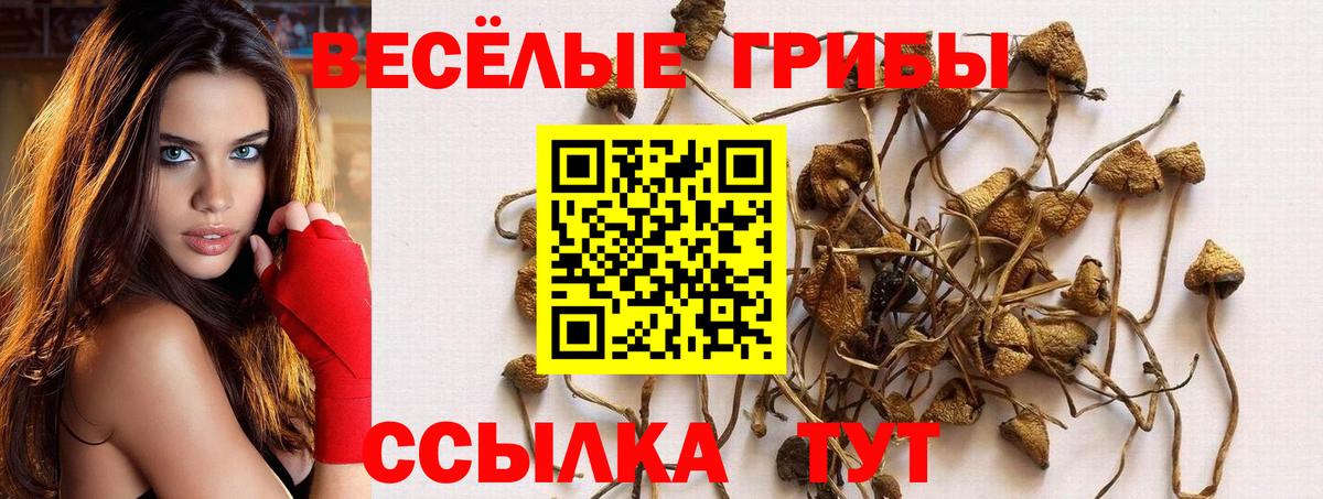 Псилоцибиновые грибы ЛСД  продажа наркотиков  Тамбов  Вход с VPN  Псилоцибиновые грибы ЛСД 